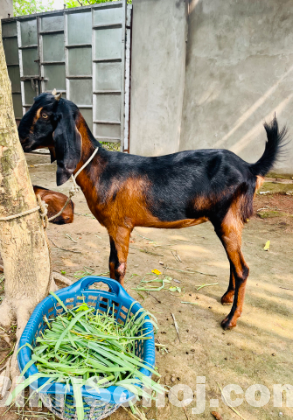 গাভিন ছাগল